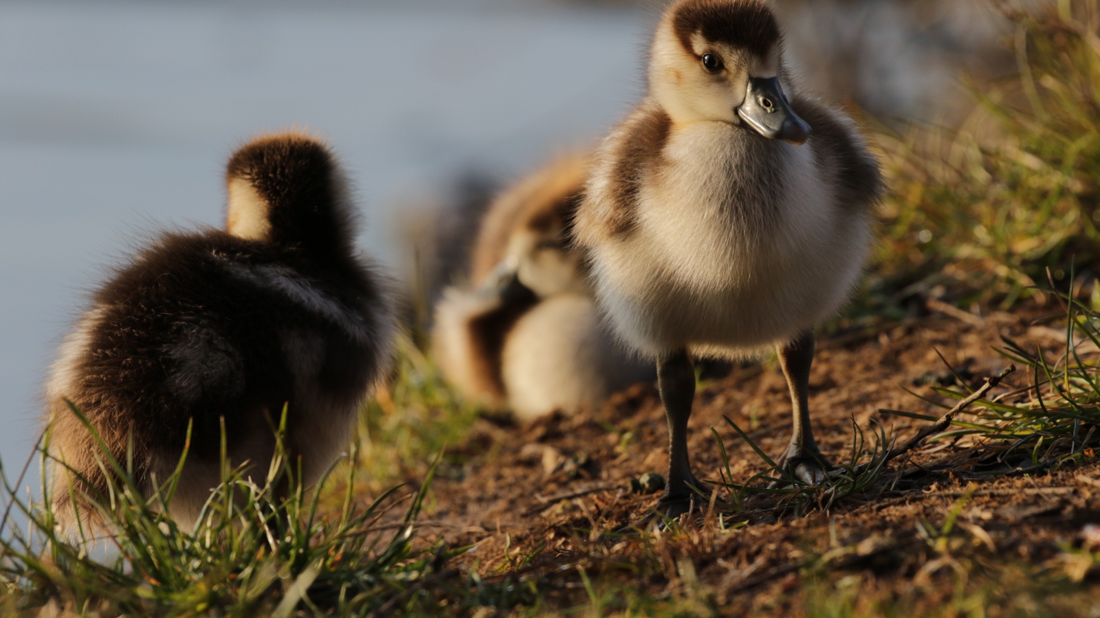 Маленькие утята на берегу озера