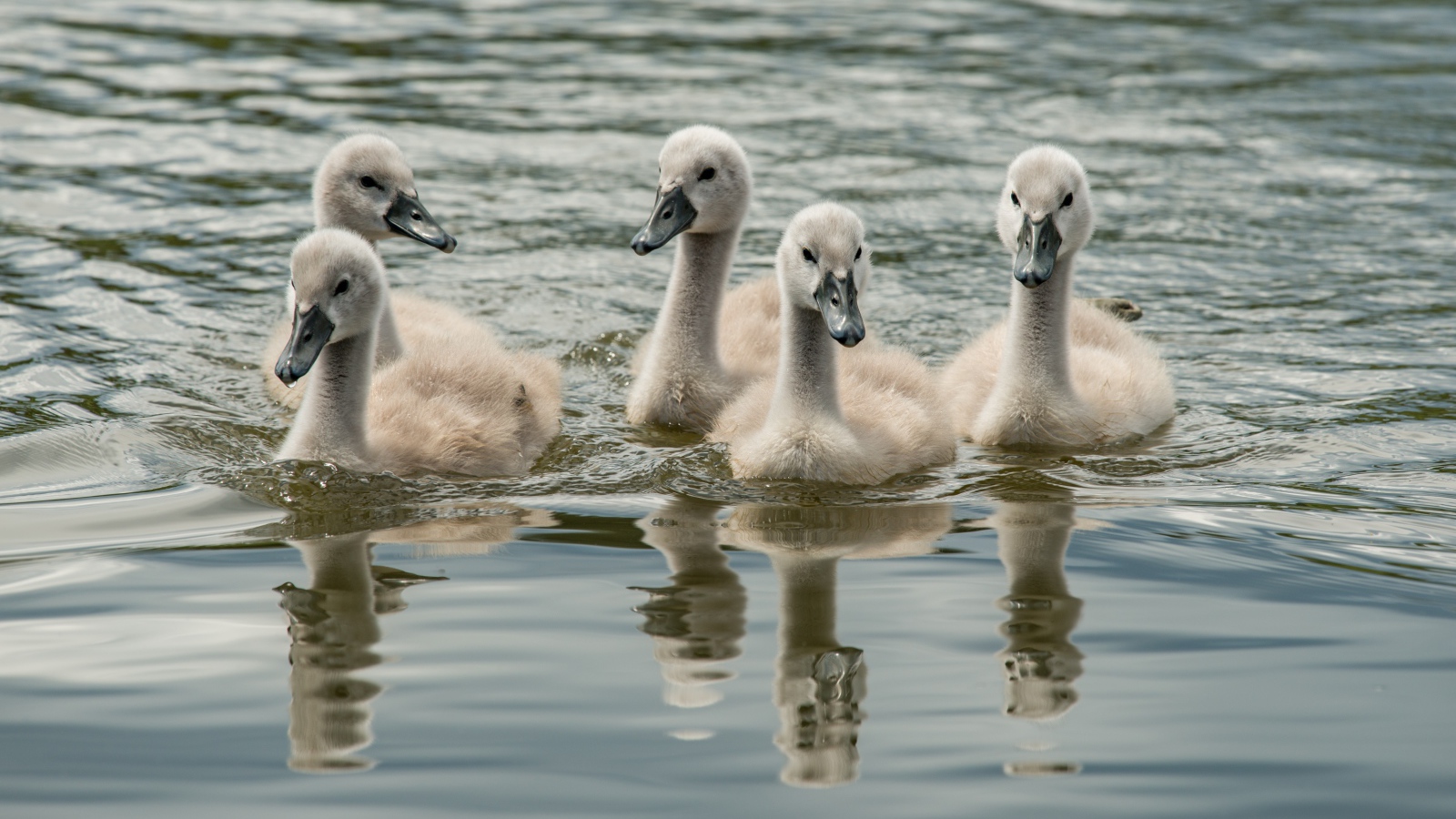 Little wild swans in the water