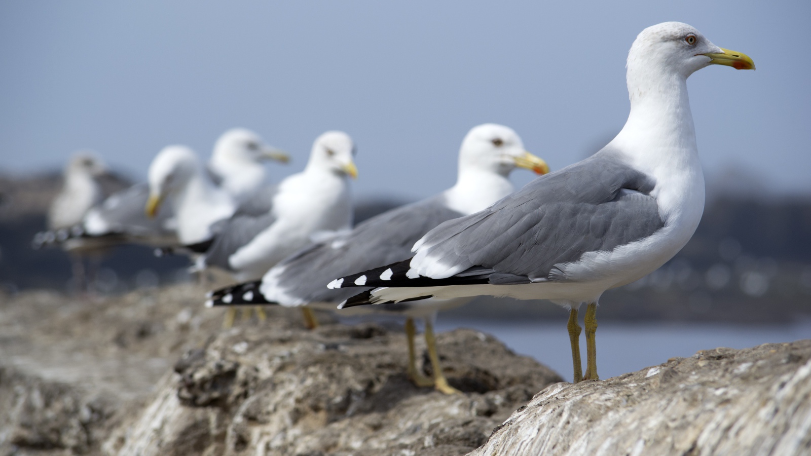Много морских чаек сидит на камнях 