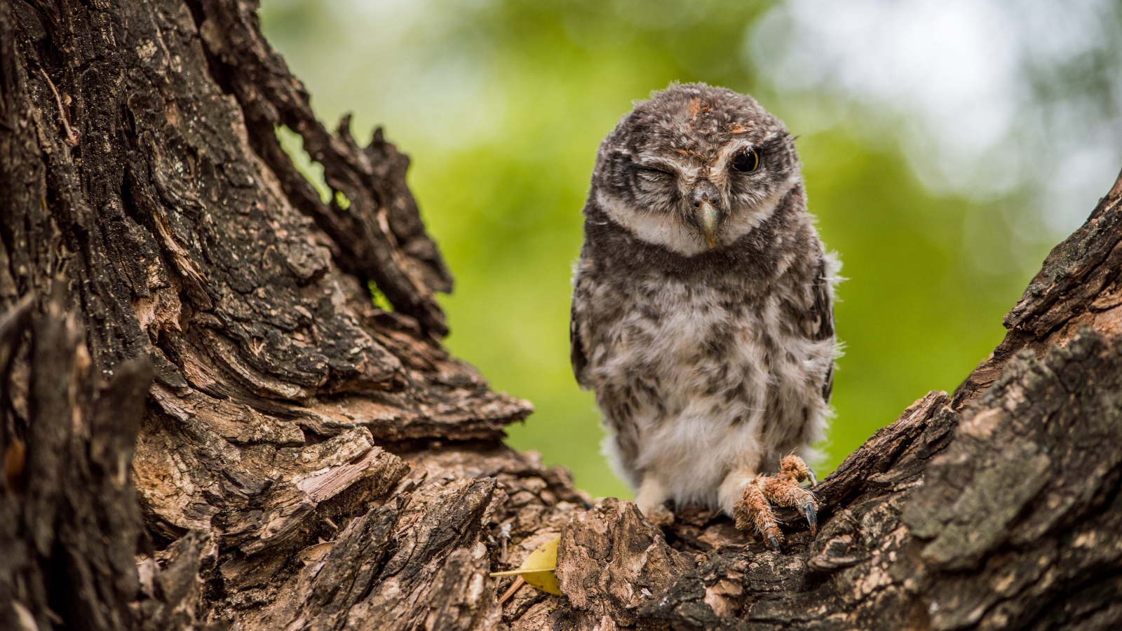 Сова подмигивает на дереве 