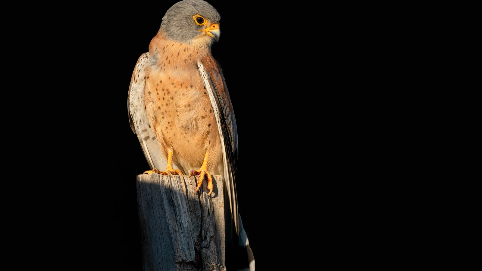 Хищный сокол сидит на сухом дереве на черном фоне