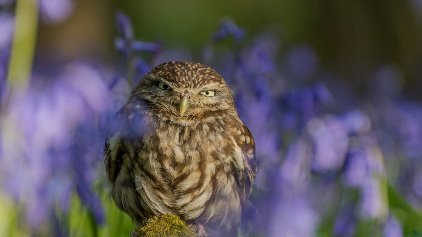Хищная серая сова сидит на фоне синих цветов