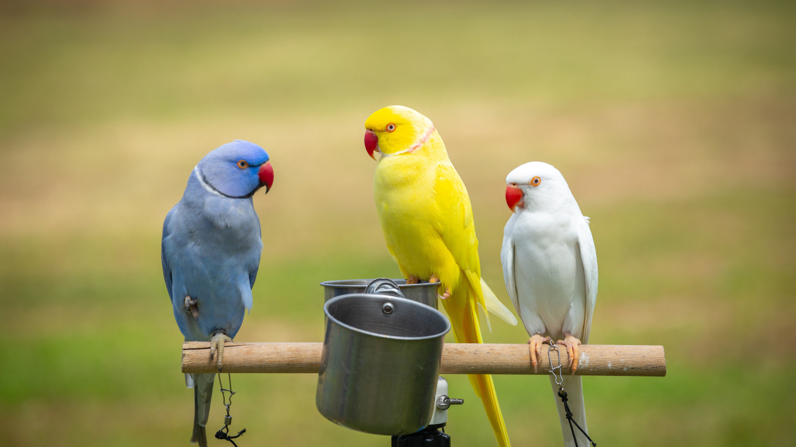 Три разноцветных попугая сидят на жердочке с едой 