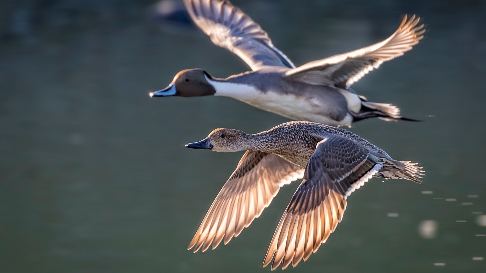 Дву дикие серые утки летят над озером