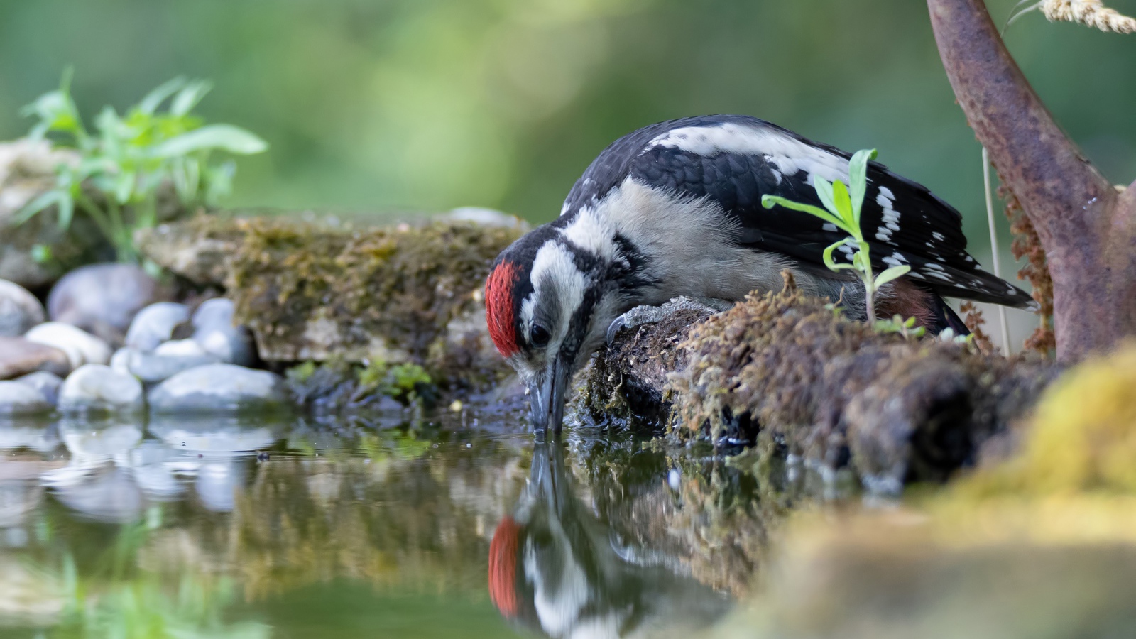 Дятел пьет воду из пруда