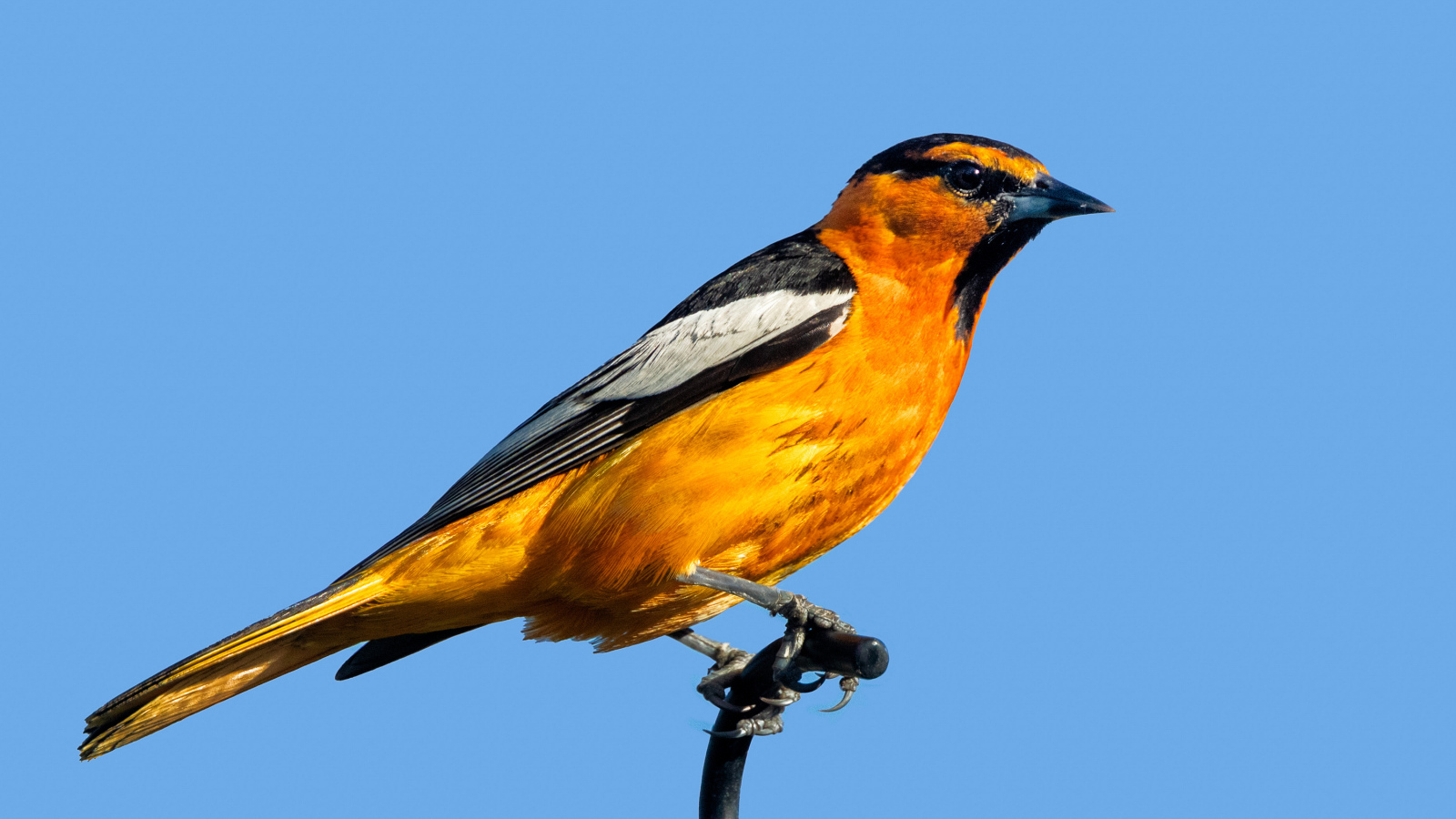 Желтая иволга Буллока на голубом фоне