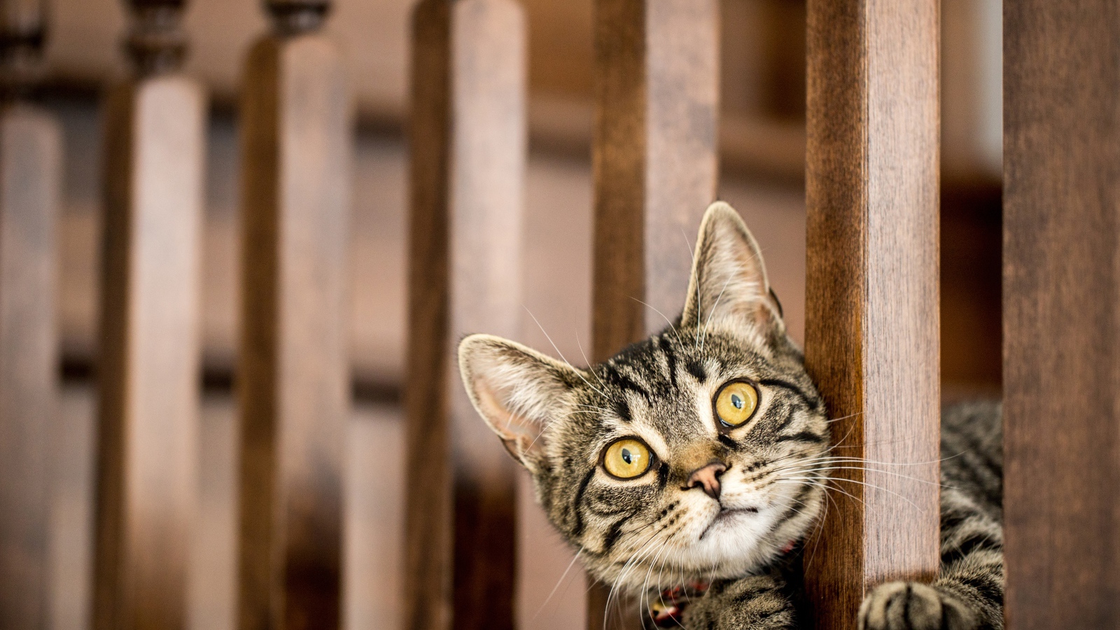 Серый кот с желтыми глазами выглядывает у перил 