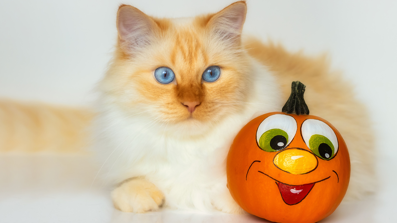 Красивый голубоглазый рыжий кот с игрушкой