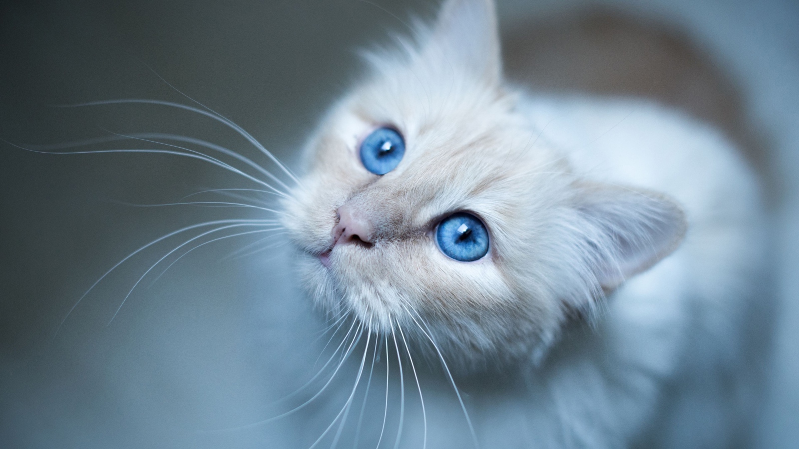 Красивые голубые глаза породистой кошки 