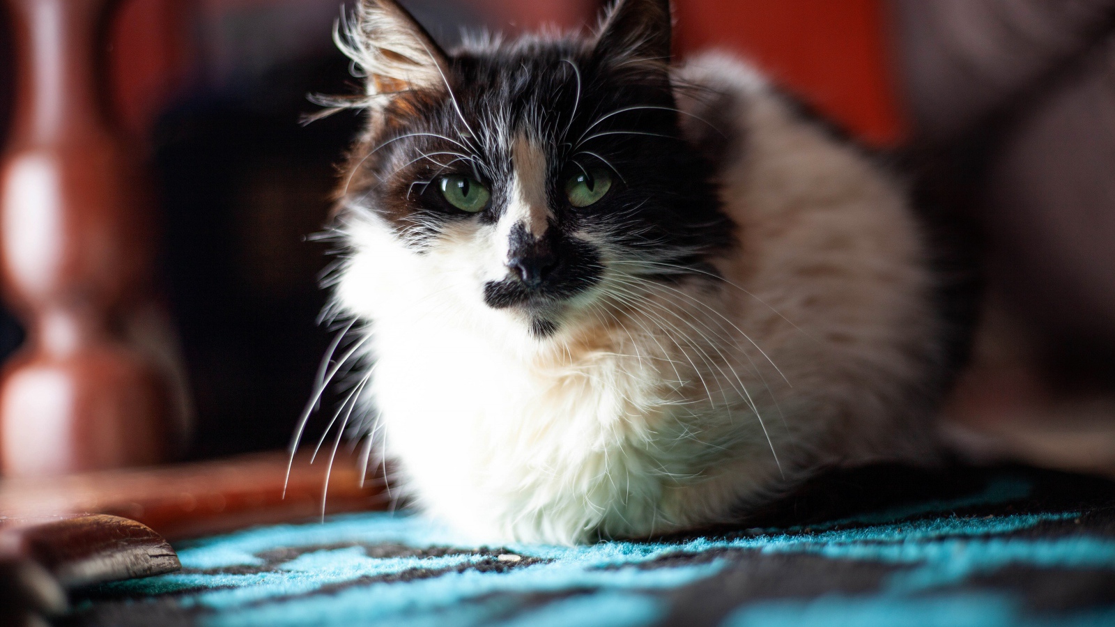 Красивая расцветка трехцветной кошки 