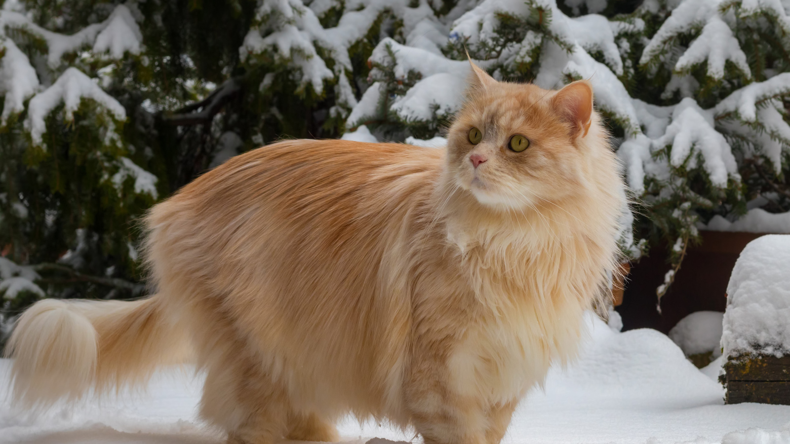 Красивый пушистый рыжий кот у заснеженной ели