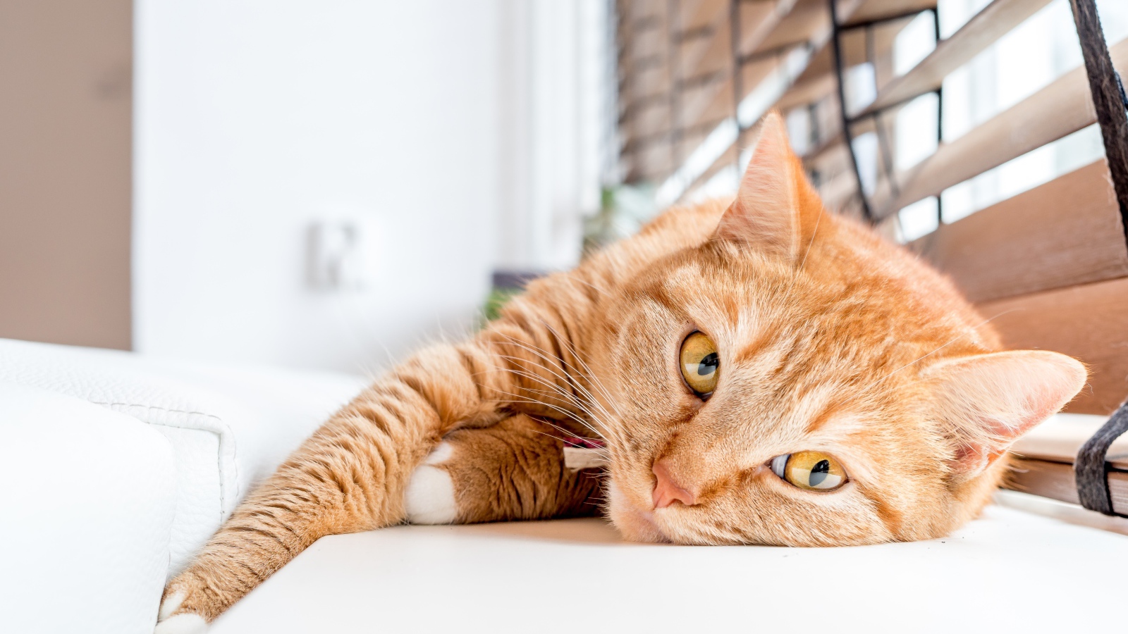 Красивый рыжий кот лежит на подоконнике 