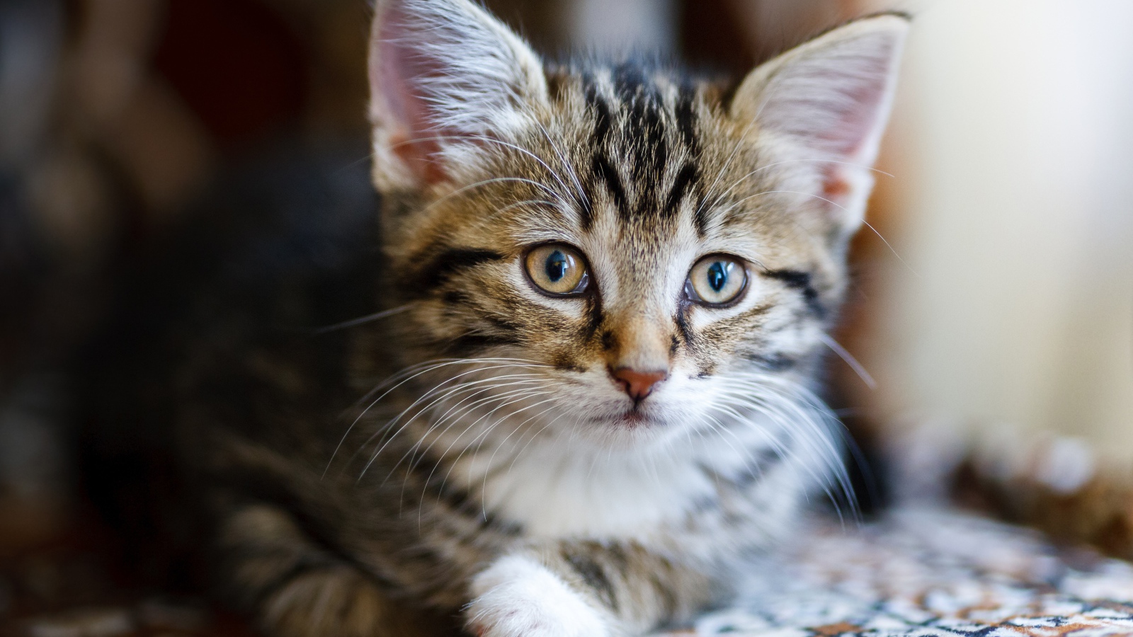 Красивый серый котенок лежит на диване 