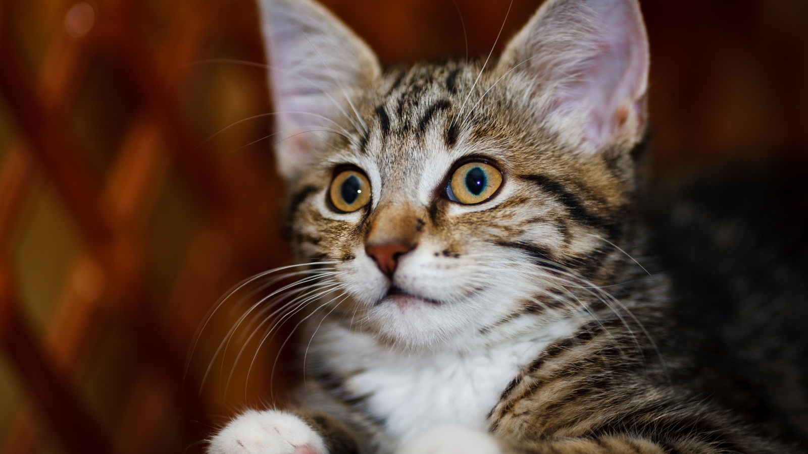 Красивый серый котенок с белыми пятнами 