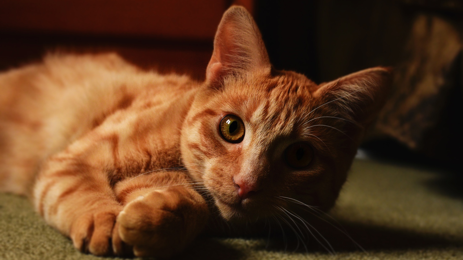 Рыжий красивый кот лежит на полу