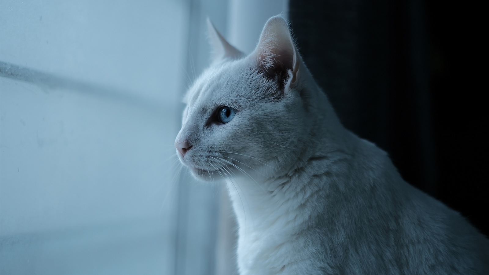Beautiful white blue-eyed cat by the window