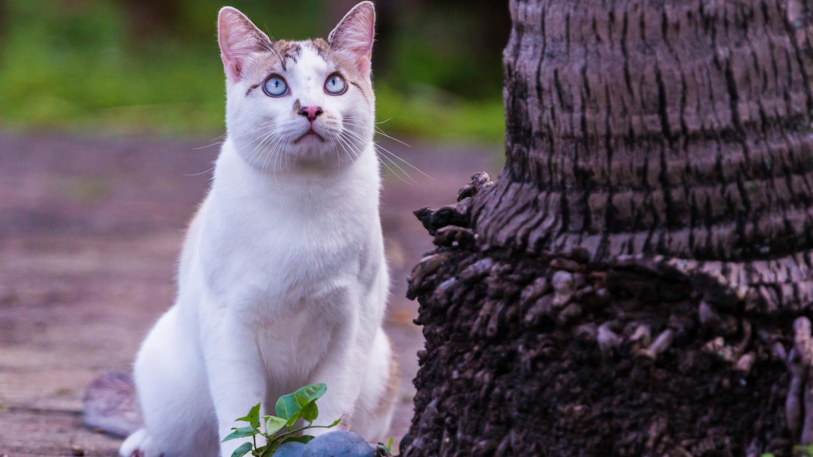 Красивый белый голубоглазый кот сидит у дерева 