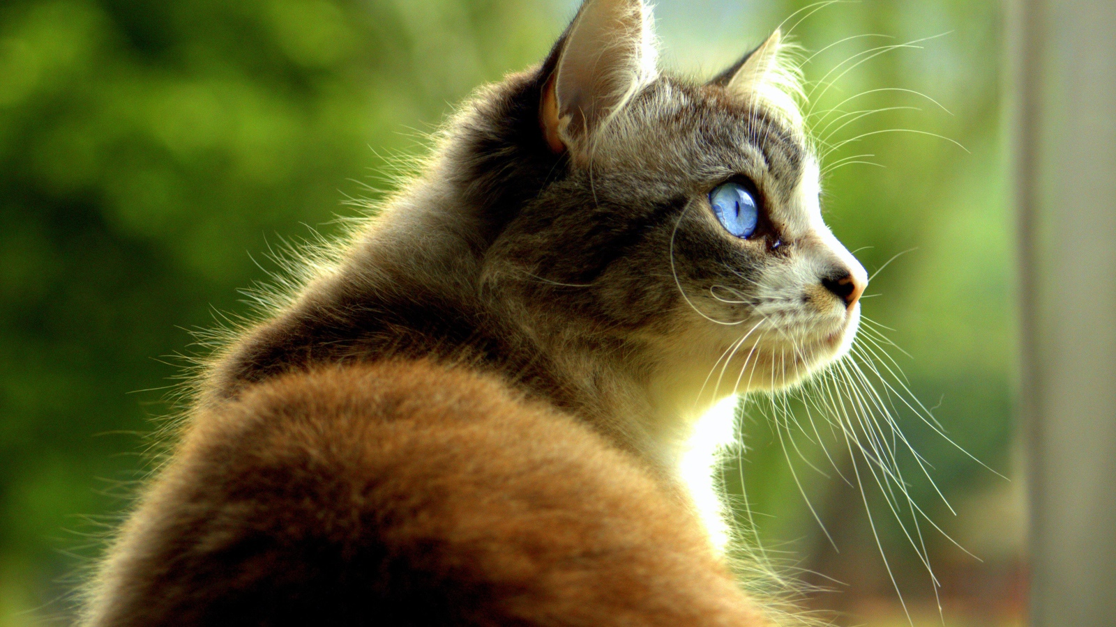 Большой кот с голубыми глазами 