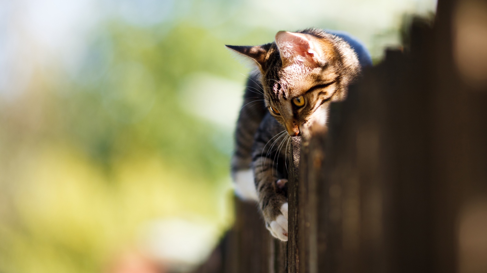 Большой серый кот лежит на заборе 