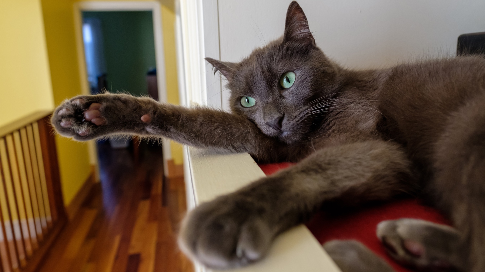 Большой серый кот с зелеными глазами 