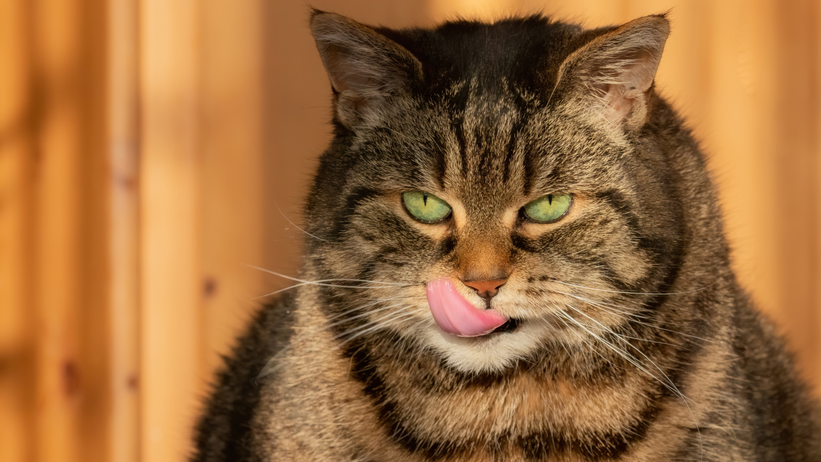 Большой серый кот с высунутым языком