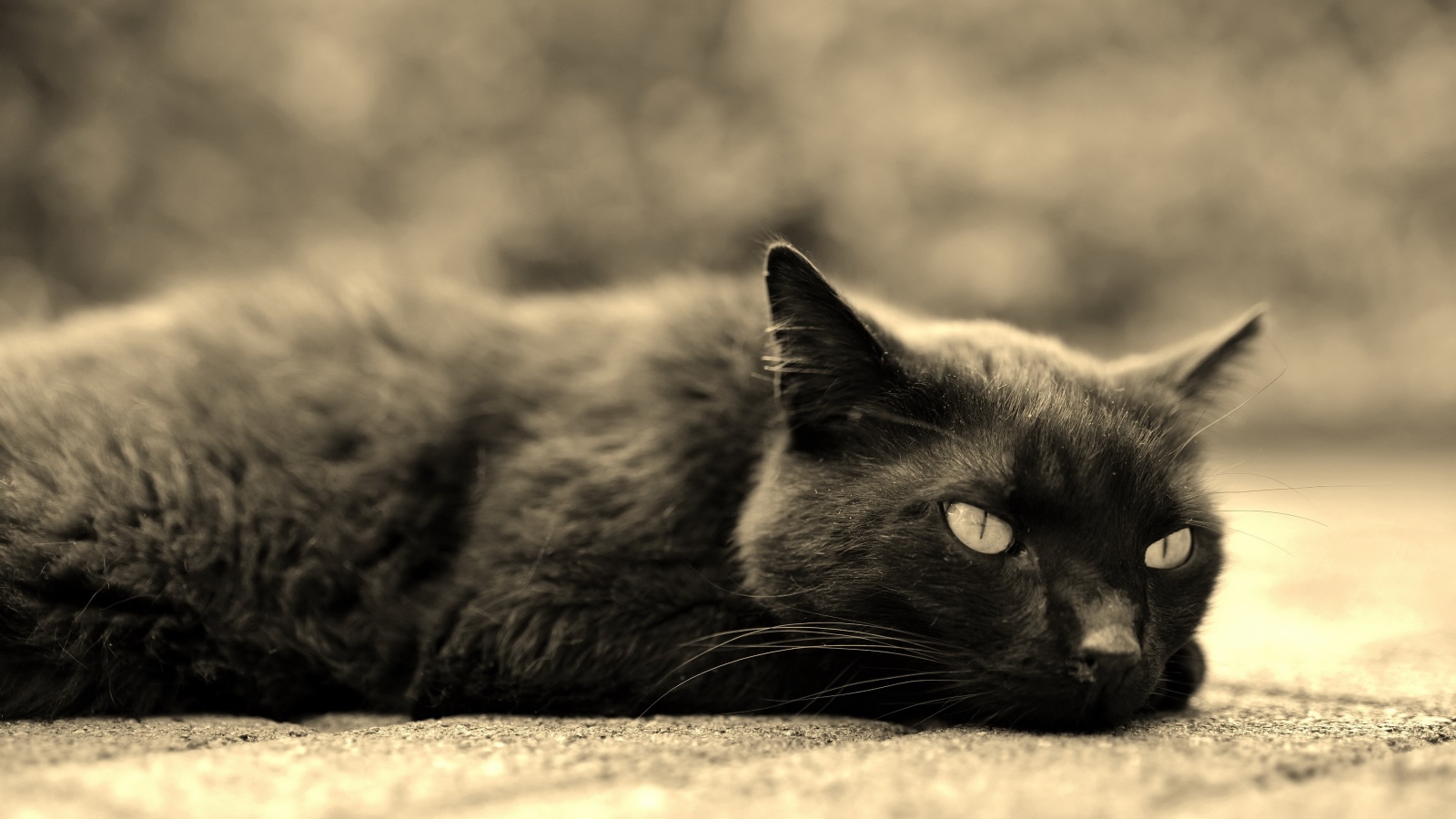 Черный кот лежит на асфальте 