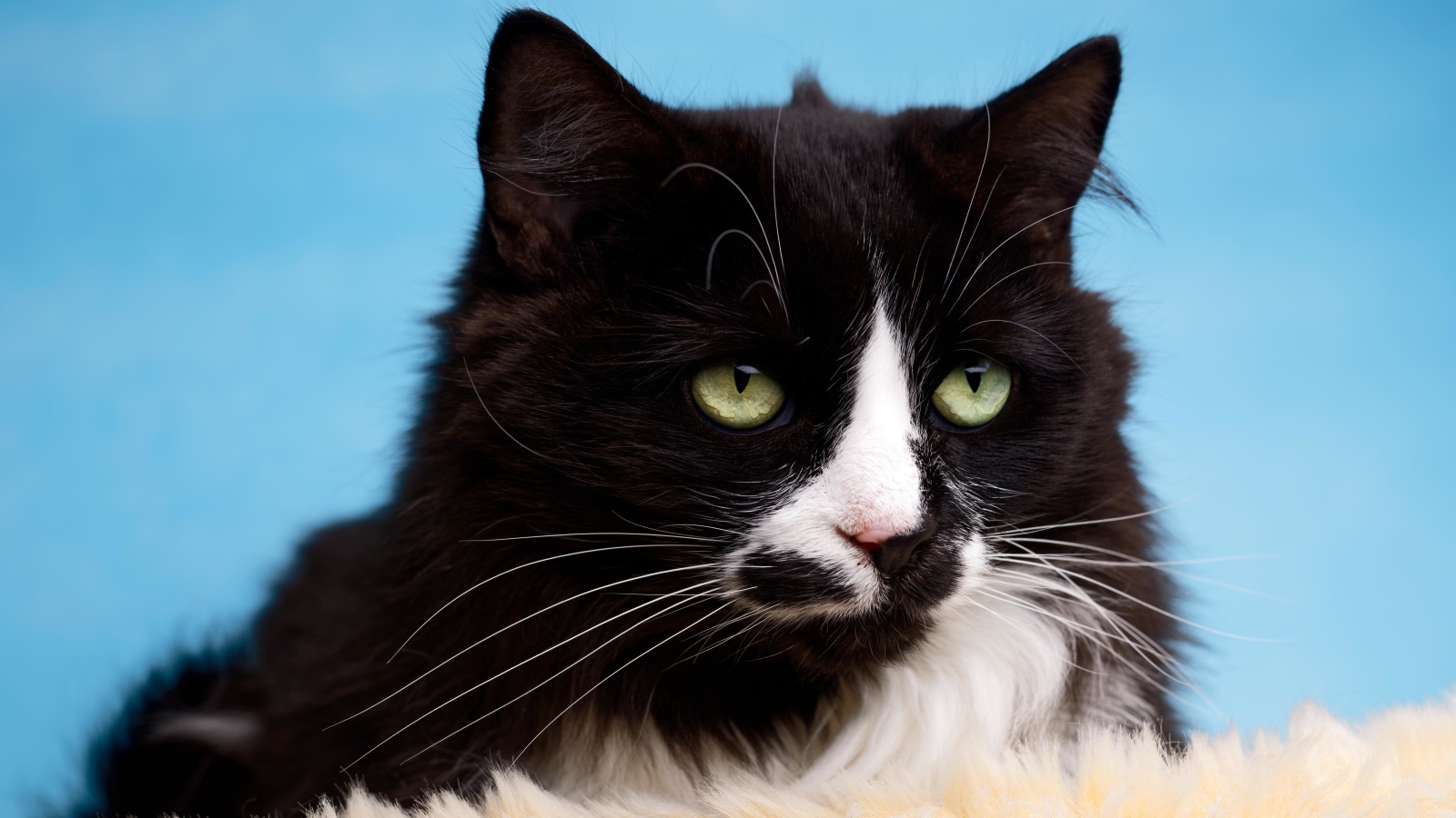 Черный пушистый кот с белыми пятнами на голубом фоне