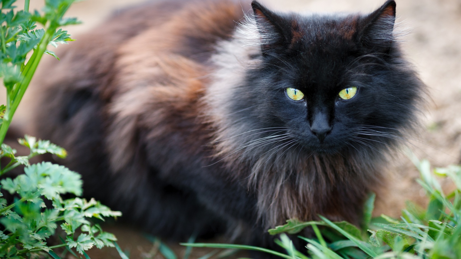 Черный пушистый породистый кот сидит у зеленой травы
