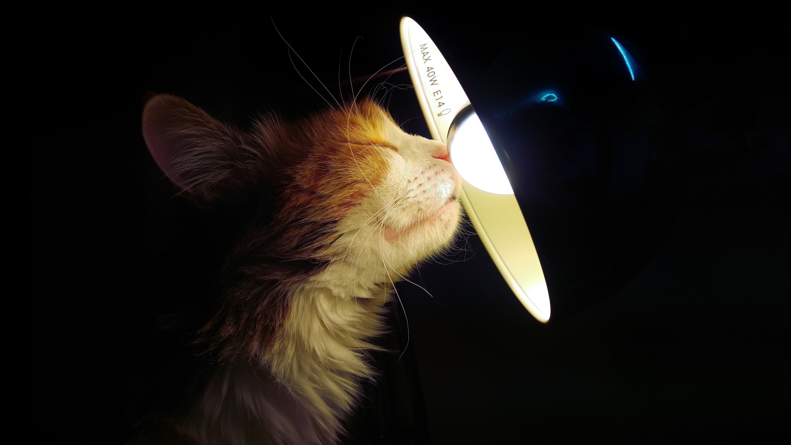 Cat warms its nose on a lamp on a black background