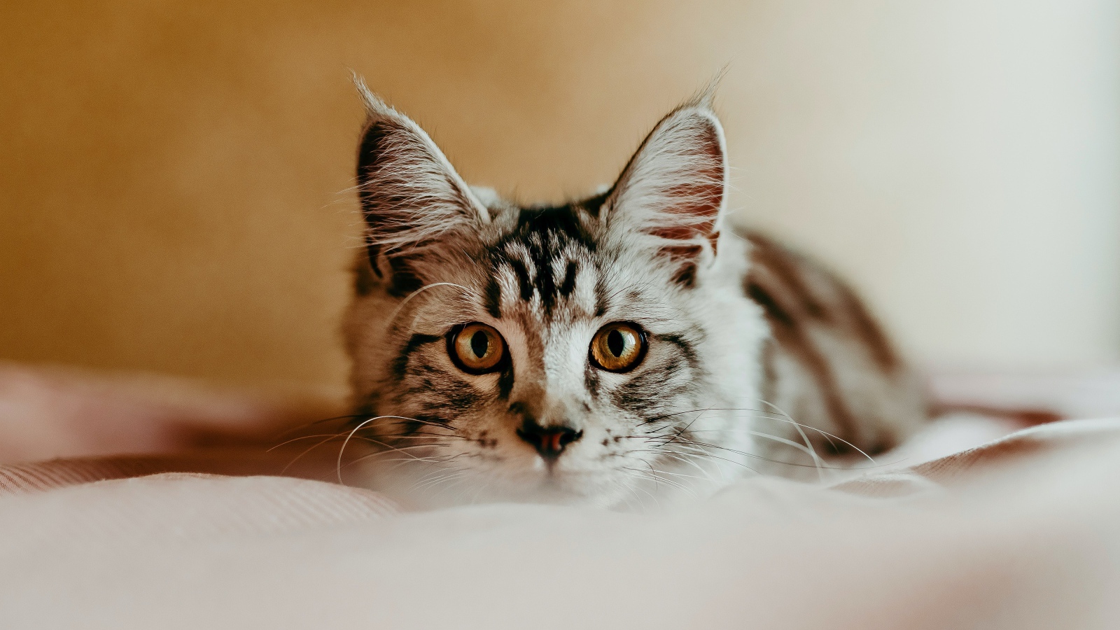 Любопытный взгляд маленького серого котенка 