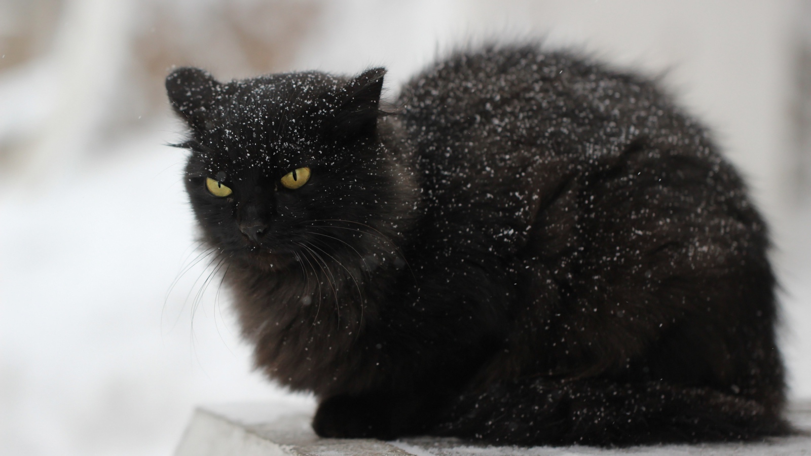 Недовольный черный кот в снегу на улице
