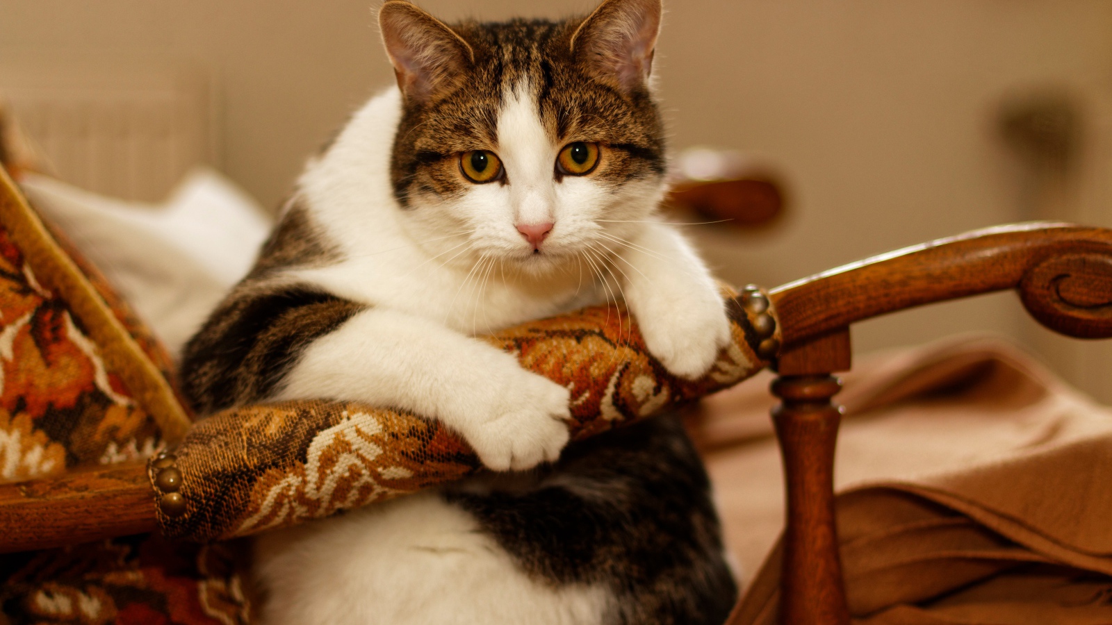 Толстый кот сидит в кресле 