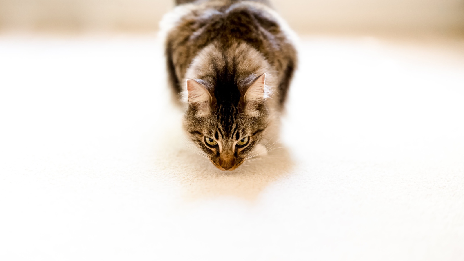 Пушистый серый кот на белом ковре 