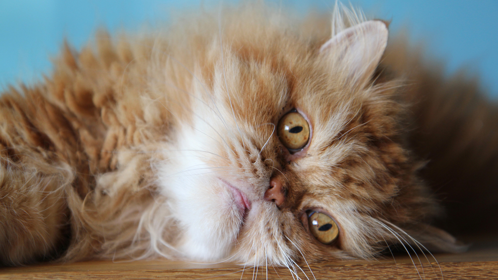 Пушистый рыжий персидский кот лежит на полу