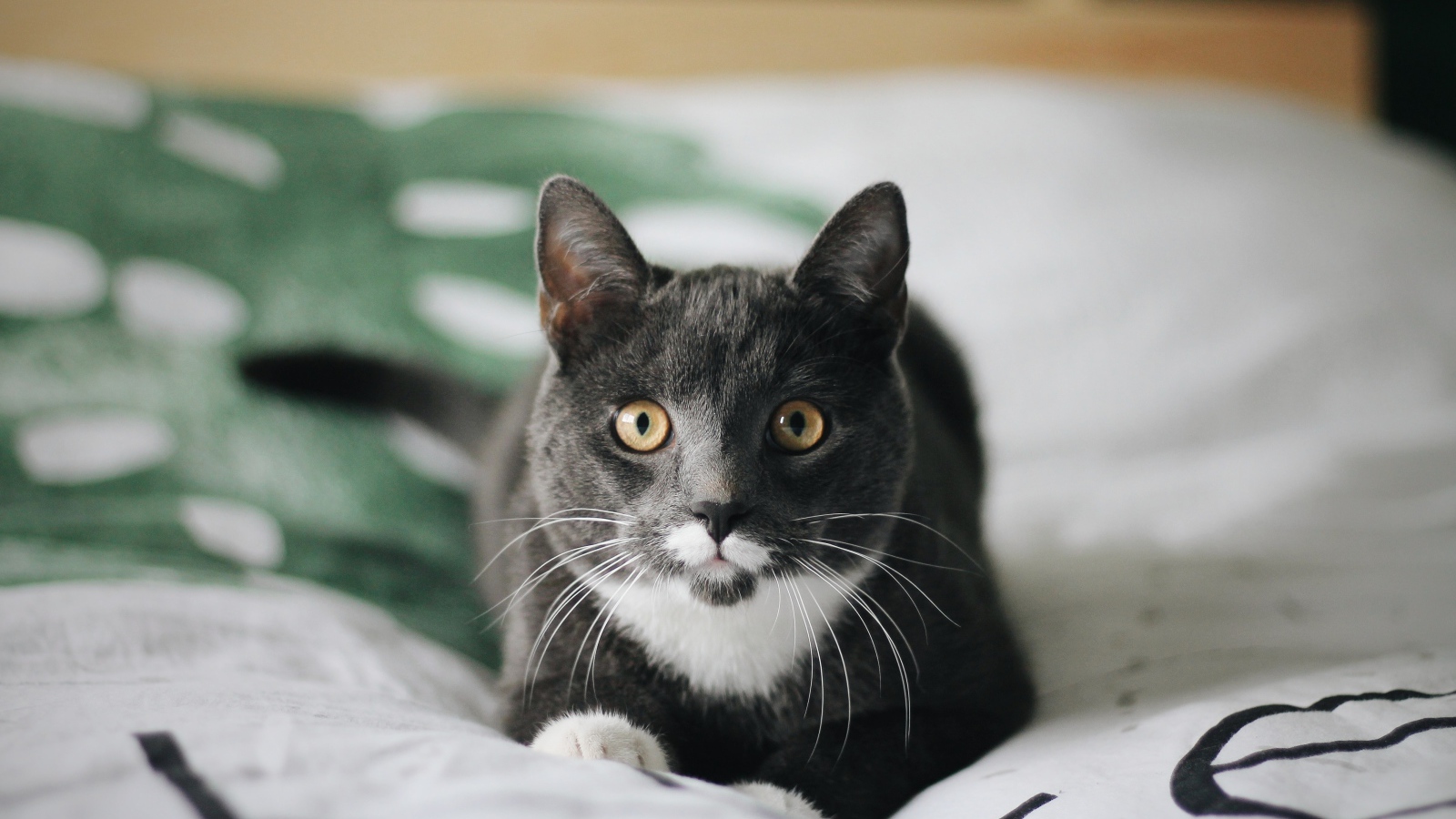 Забавный пепельный кот лежит на кровати 