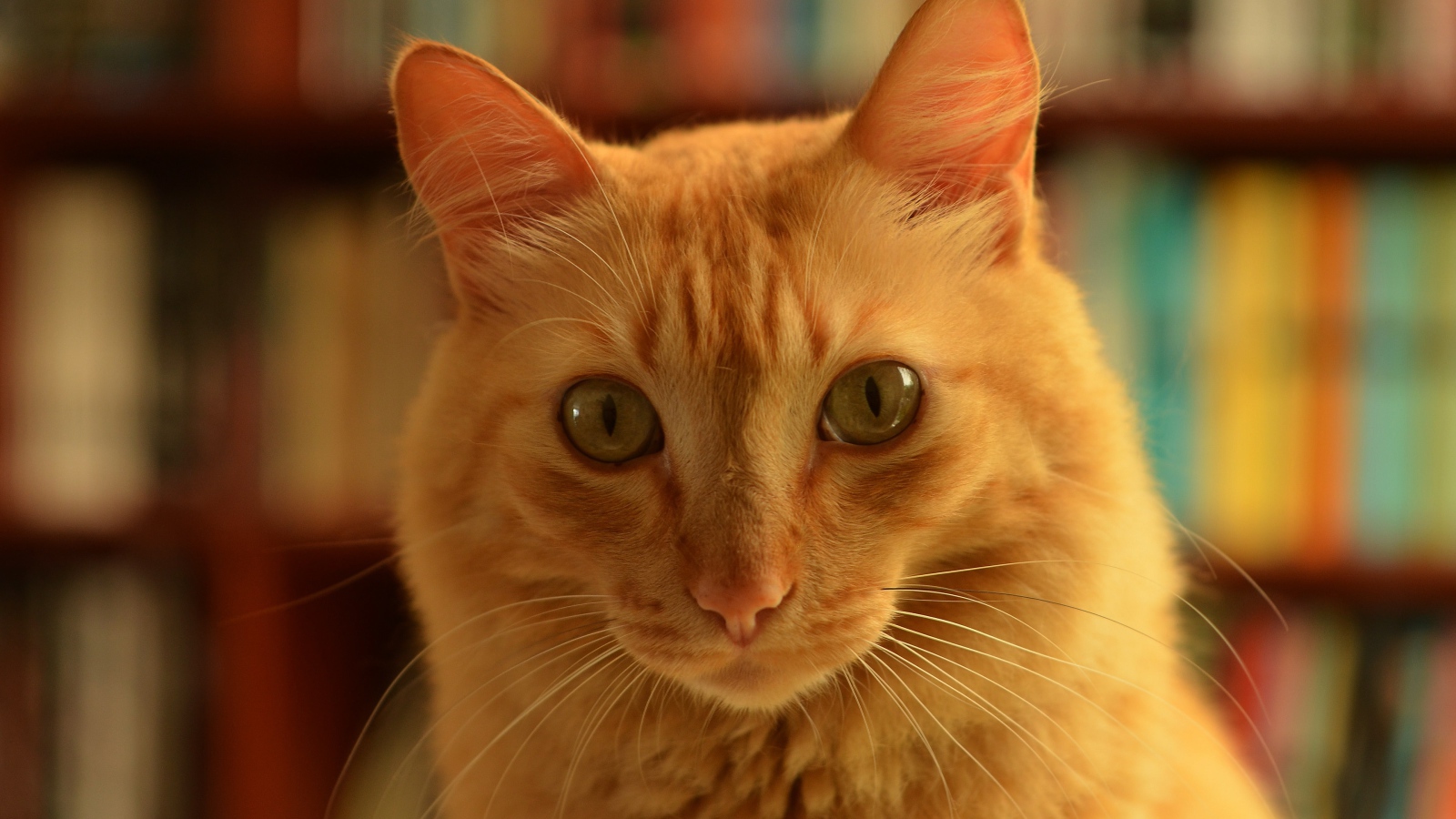 Забавная морда рыжего кота крупным планом 