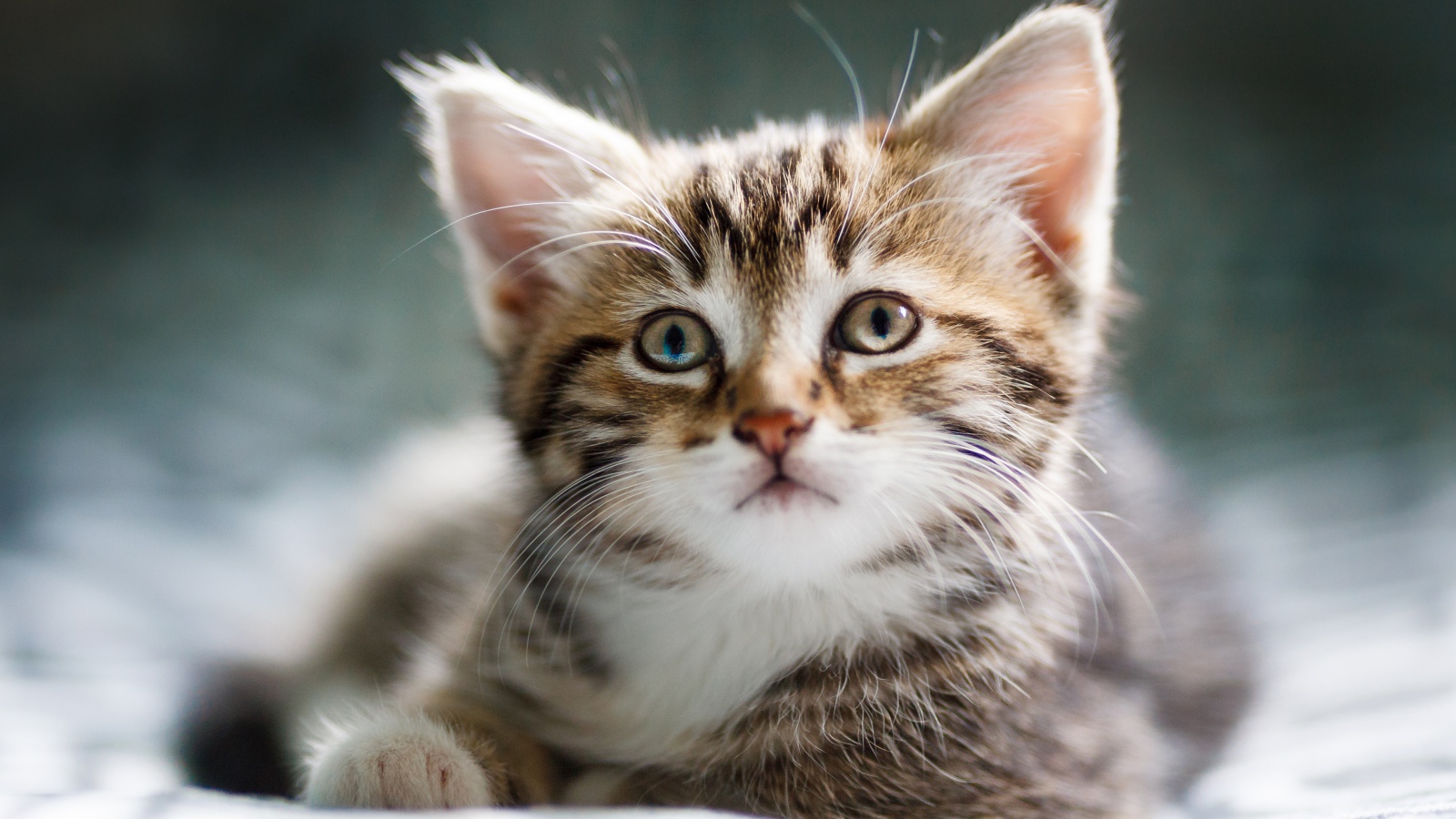 Забавный серый котенок лежит на кровати 