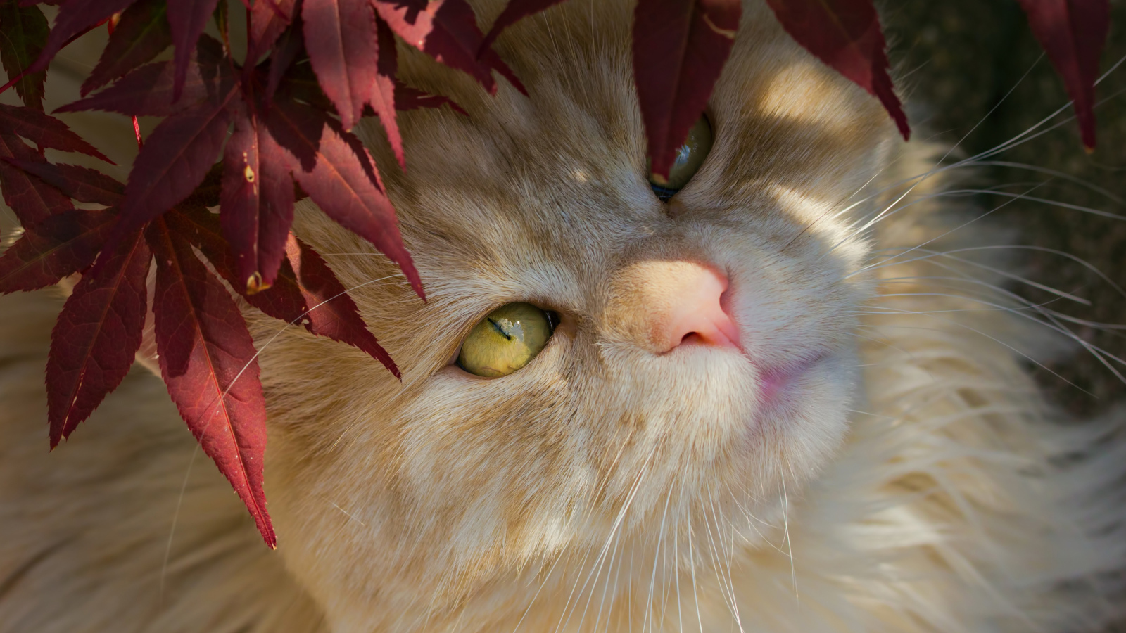 Рыжий кот с желтыми глазами в красных листьях 