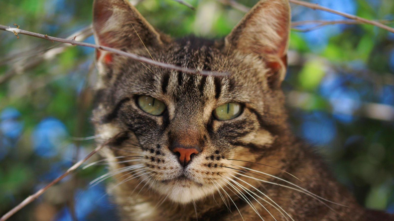 Серый кот в ветках крупным планом