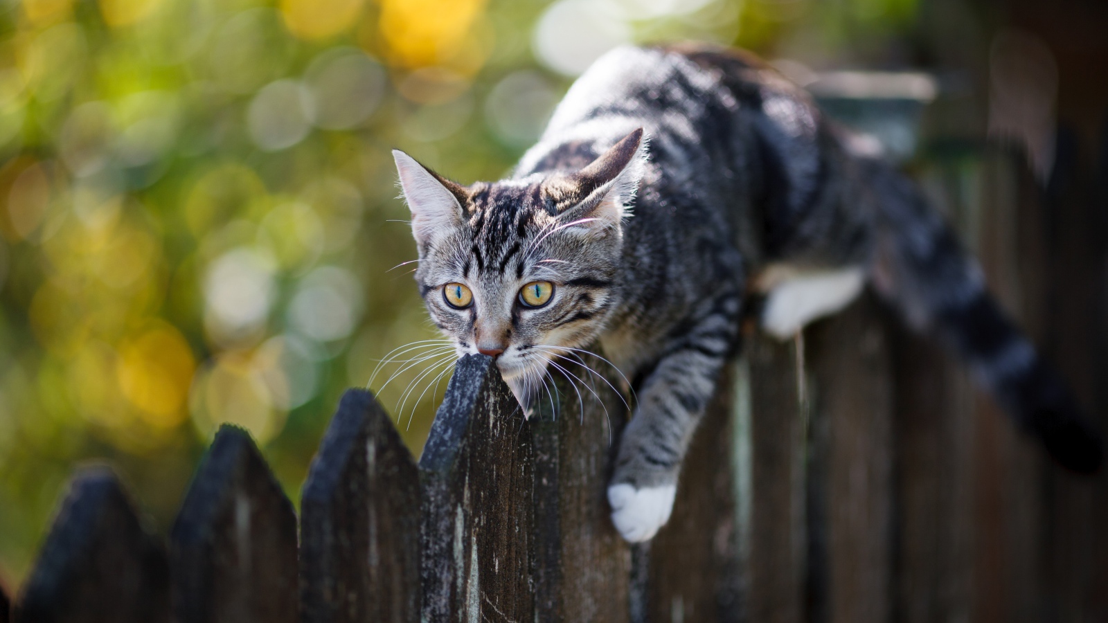 Серый кот лежит на деревянном заборе 