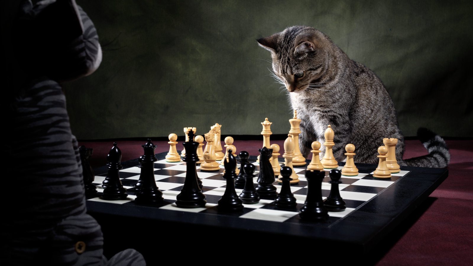 Серый кот играет в шахматы 