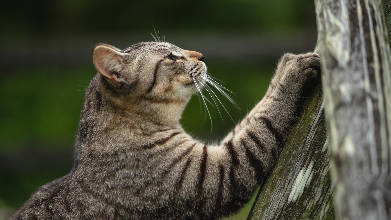 Серый кот точит когти об дерево 