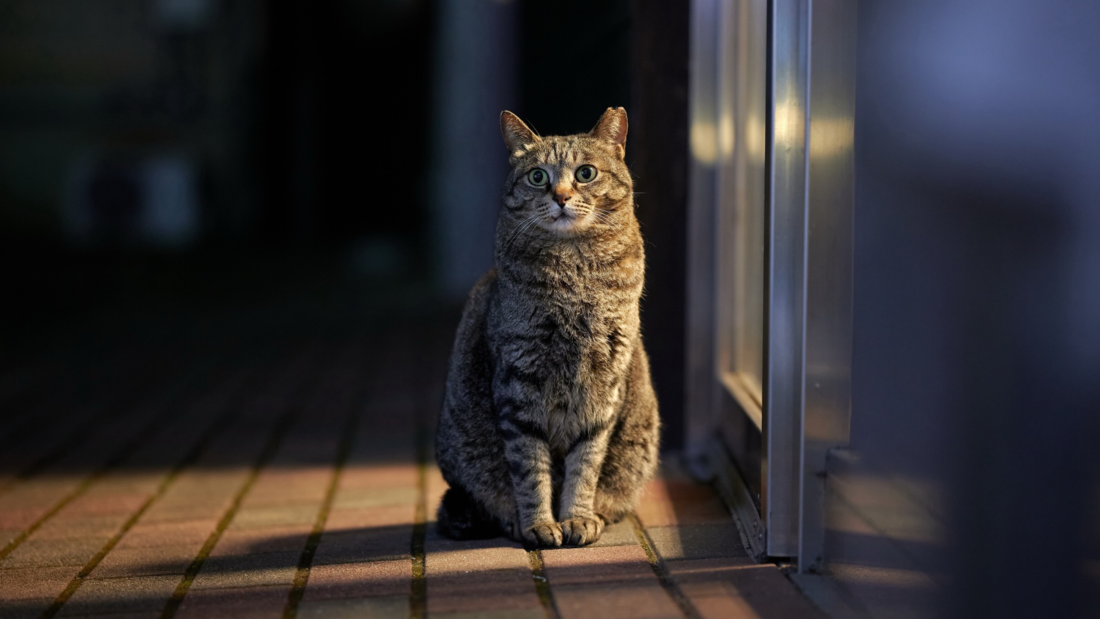 Серый домашний кот сидит у двери 