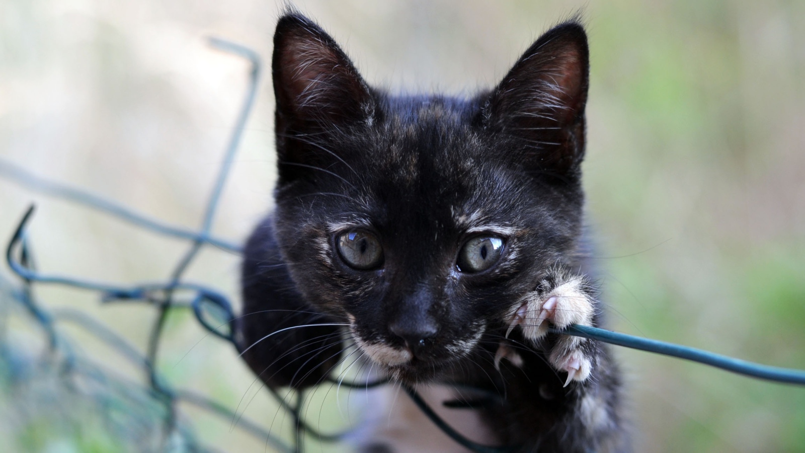 Маленький черный котенок лежит на сетке 