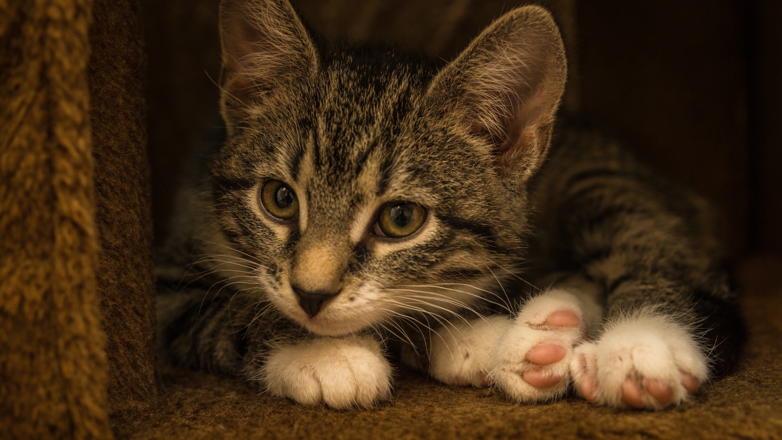 Маленький забавный серый котенок  в домике