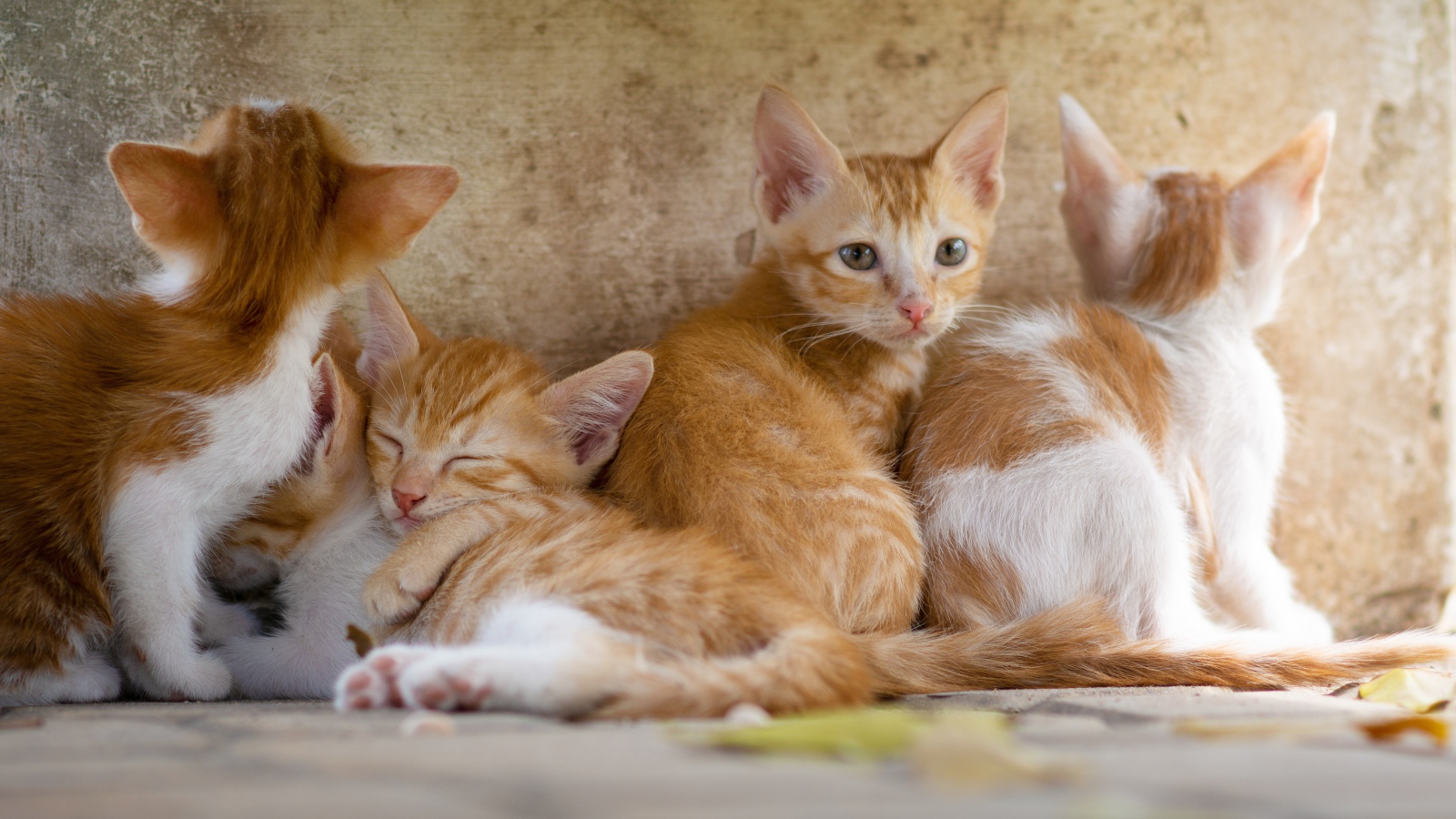 Маленькие рыжие котята у стены