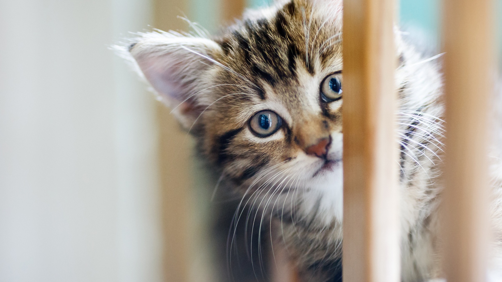 Маленький серый котенок играет 