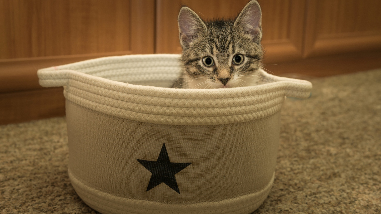 Маленький серый котенок на лежанке