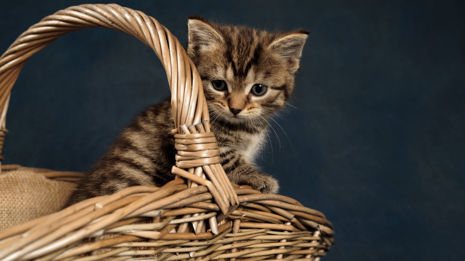 Маленький серый котенок сидит в плетеной корзине