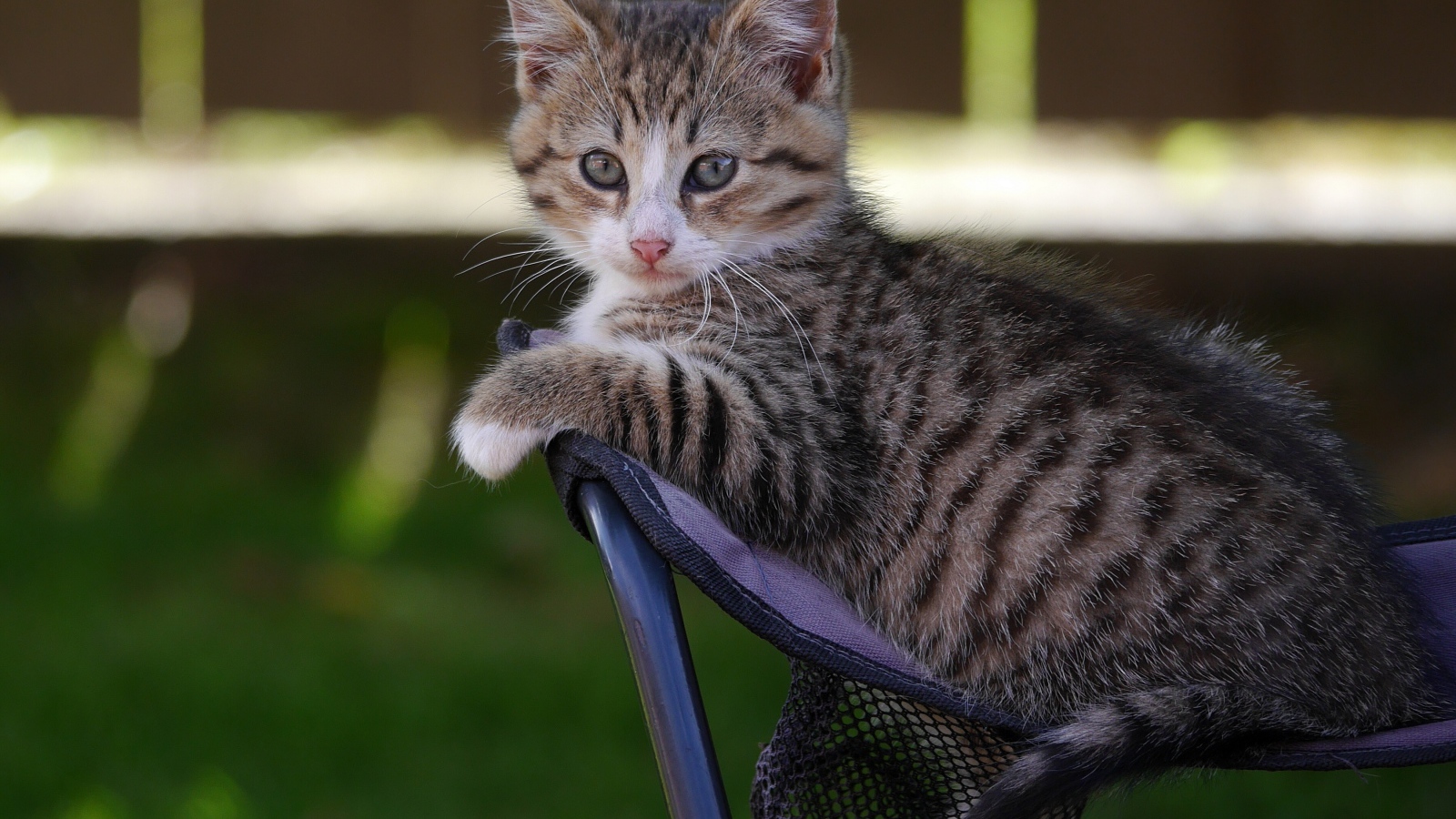 Маленький серый котенок сидит на стуле